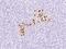 Somatostatin antibody, 104537-T08, Sino Biological, Immunohistochemistry paraffin image 