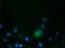 CD80 Molecule antibody, M00196-3, Boster Biological Technology, Immunofluorescence image 