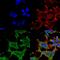 LDL Receptor Related Protein 4 antibody, MA5-27674, Invitrogen Antibodies, Immunofluorescence image 