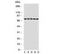 mtHSP70 antibody, R30886, NSJ Bioreagents, Western Blot image 