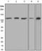Ubiquitin Like Modifier Activating Enzyme 7 antibody, TA307362, Origene, Western Blot image 