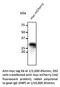 c-Myc antibody, AB0127-200, SICGEN, Western Blot image 