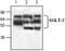 Solute Carrier Family 5 Member 2 antibody, GTX59872, GeneTex, Western Blot image 
