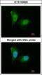 Proteasome Subunit Alpha 2 antibody, GTX103620, GeneTex, Immunofluorescence image 