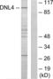 DNA Ligase 4 antibody, abx014021, Abbexa, Western Blot image 