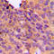 5'-Nucleotidase, Cytosolic IB antibody, LS-C354230, Lifespan Biosciences, Immunohistochemistry paraffin image 
