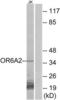 Olfactory Receptor Family 6 Subfamily A Member 2 antibody, LS-C120903, Lifespan Biosciences, Western Blot image 