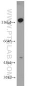 Platelet And Endothelial Cell Adhesion Molecule 1 antibody, 66065-1-Ig, Proteintech Group, Western Blot image 
