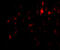 Calpain 6 antibody, 4759, ProSci Inc, Immunofluorescence image 