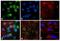Proteasome Activator Subunit 1 antibody, 38-2400, Invitrogen Antibodies, Immunofluorescence image 