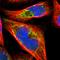 Mitochondrial inner membrane protein OXA1L antibody, HPA003531, Atlas Antibodies, Immunofluorescence image 