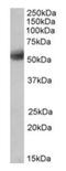 Septin-4 antibody, orb125063, Biorbyt, Western Blot image 