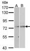 Nuclear RNA Export Factor 1 antibody, GTX102071, GeneTex, Western Blot image 