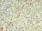 Interferon Lambda 1 antibody, A56703-100, Epigentek, Immunohistochemistry paraffin image 