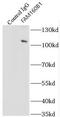 Family With Sequence Similarity 160 Member B1 antibody, FNab02970, FineTest, Immunoprecipitation image 
