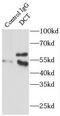 Dopachrome Tautomerase antibody, FNab02272, FineTest, Immunoprecipitation image 