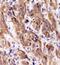 Hspa1 antibody, NBP1-77455, Novus Biologicals, Immunohistochemistry paraffin image 