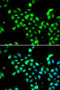 EEF1A Lysine And N-Terminal Methyltransferase antibody, 14-524, ProSci, Immunofluorescence image 