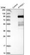 Protein Tyrosine Phosphatase Domain Containing 1 antibody, NBP1-81949, Novus Biologicals, Western Blot image 