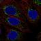Cytochrome C Oxidase Assembly Factor COX16 antibody, HPA062659, Atlas Antibodies, Immunocytochemistry image 