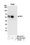 Bridging Integrator 1 antibody, NBP1-46170, Novus Biologicals, Western Blot image 