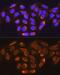 Methylmalonyl-CoA Mutase antibody, GTX64725, GeneTex, Immunofluorescence image 