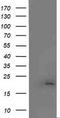 Malignant T cell-amplified sequence 1 antibody, TA502424, Origene, Western Blot image 