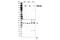 Janus Kinase 1 antibody, 74129S, Cell Signaling Technology, Western Blot image 