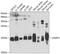 Vesicle Associated Membrane Protein 3 antibody, GTX55838, GeneTex, Western Blot image 