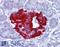 PR domain zinc finger protein 1 antibody, LS-B4694, Lifespan Biosciences, Immunohistochemistry frozen image 