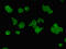 Zinc Finger CCCH-Type, RNA Binding Motif And Serine/Arginine Rich 2 antibody, CSB-PA618014LA01HU, Cusabio, Immunofluorescence image 