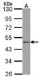 Apelin Receptor antibody, orb73947, Biorbyt, Western Blot image 