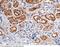 Cystatin C antibody, 80040-R001, Sino Biological, Immunohistochemistry paraffin image 
