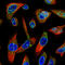 STA antibody, AMAb90562, Atlas Antibodies, Immunofluorescence image 
