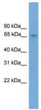Zinc Finger With KRAB And SCAN Domains 8 antibody, TA329990, Origene, Western Blot image 