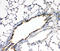 Fibroblast Growth Factor Receptor 3 antibody, LS-C313253, Lifespan Biosciences, Immunohistochemistry frozen image 