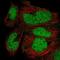 Zinc Finger Protein 331 antibody, NBP2-55808, Novus Biologicals, Immunofluorescence image 