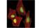 TAR DNA Binding Protein antibody, 89789S, Cell Signaling Technology, Immunocytochemistry image 