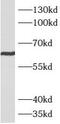 Arginyltransferase 1 antibody, FNab00658, FineTest, Western Blot image 