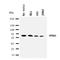 Minichromosome Maintenance Complex Component 4 antibody, orb76166, Biorbyt, Western Blot image 