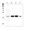 Aldo-Keto Reductase Family 1 Member D1 antibody, A05278-1, Boster Biological Technology, Western Blot image 