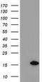 Chromosome 15 Open Reading Frame 40 antibody, TA501600, Origene, Western Blot image 