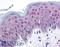 HMGN1 antibody, LS-B54, Lifespan Biosciences, Immunohistochemistry paraffin image 