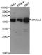 SH3GL2 antibody, orb167097, Biorbyt, Western Blot image 