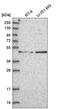 Alpha-(1,6)-fucosyltransferase antibody, HPA040863, Atlas Antibodies, Western Blot image 