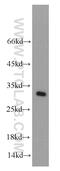 28S ribosomal protein S18b, mitochondrial antibody, 16139-1-AP, Proteintech Group, Western Blot image 