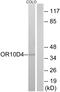 Putative olfactory receptor 10D4 antibody, A30905, Boster Biological Technology, Western Blot image 