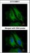 Nucleotide Binding Oligomerization Domain Containing 1 antibody, orb137408, Biorbyt, Immunofluorescence image 
