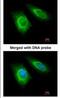 Zinc finger HIT domain-containing protein 1 antibody, NBP1-33372, Novus Biologicals, Immunofluorescence image 