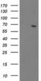 2-Oxoglutarate And Iron Dependent Oxygenase Domain Containing 1 antibody, MA5-25473, Invitrogen Antibodies, Western Blot image 